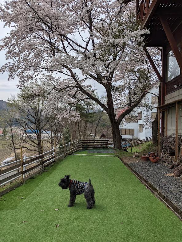 ワンコと泊まるジャスミンクリーク Hotel Toyooka  Bagian luar foto